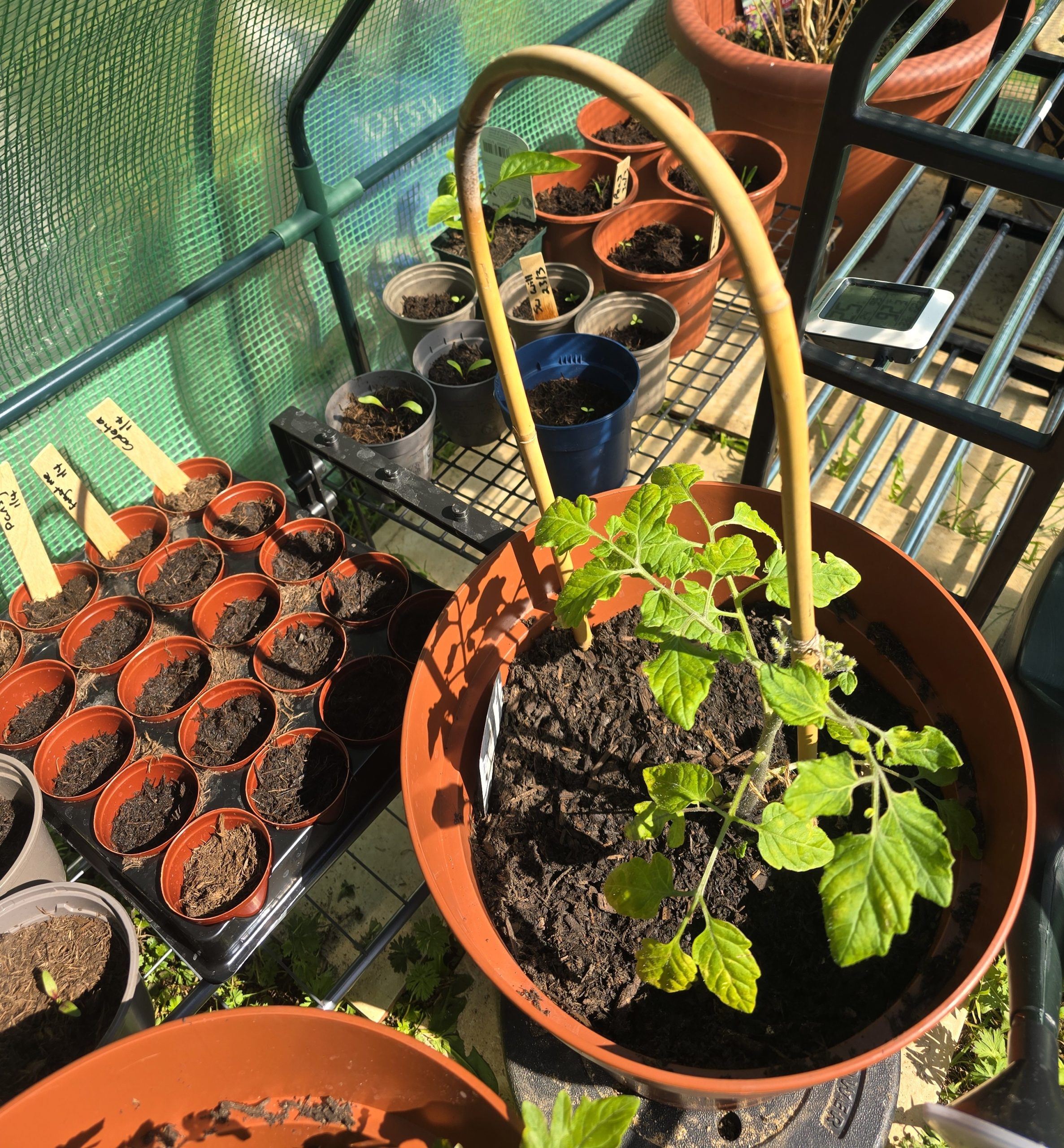 Seedlings and greenhouse plants